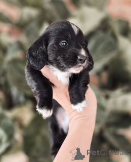 Foto №2 zu Ankündigung № 155450 zu verkaufen dackel - einkaufen Norwegen quotient 	ankündigung