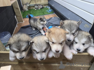 Foto №1. alaskan malamute - zum Verkauf in der Stadt Odensa | verhandelt | Ankündigung № 169952
