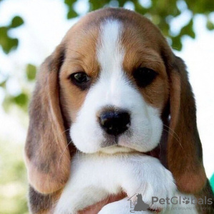 Foto №4. Ich werde verkaufen beagle in der Stadt Neuss. quotient 	ankündigung - preis - 426€