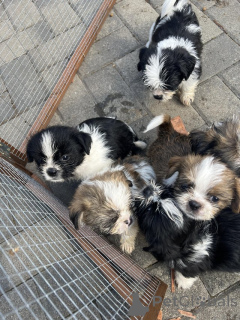 Foto №4. Ich werde verkaufen shih tzu in der Stadt Alpbach. quotient 	ankündigung - preis - verhandelt