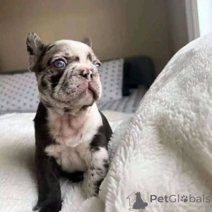 Foto №1.  - zum Verkauf in der Stadt Bolzano | Frei | Ankündigung № 163569