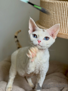 Foto №1. devon rex - zum Verkauf in der Stadt Straßburg | verhandelt | Ankündigung № 178139
