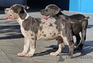 Foto №4. Ich werde verkaufen american bully in der Stadt Belgrad. züchter - preis - verhandelt