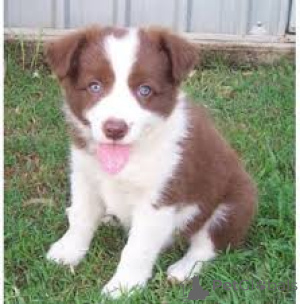 Foto №1. border collie - zum Verkauf in der Stadt Tampere | 700€ | Ankündigung № 169381