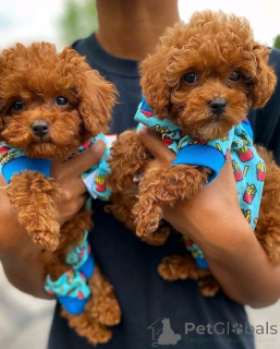 Foto №2 zu Ankündigung № 161890 zu verkaufen pudel (zwerg) - einkaufen Österreich quotient 	ankündigung, züchter