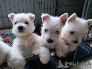 Foto №2 zu Ankündigung № 44885 zu verkaufen west highland white terrier - einkaufen Litauen quotient 	ankündigung