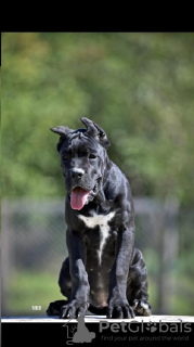 Foto №2 zu Ankündigung № 118942 zu verkaufen cane corso italiano - einkaufen Serbien züchter