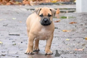 Foto №1. boerboel - zum Verkauf in der Stadt Stockholm | verhandelt | Ankündigung № 169765