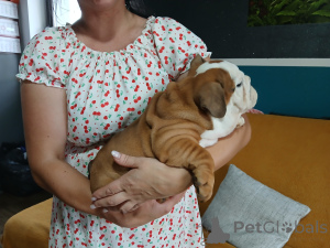 Foto №4. Ich werde verkaufen englische bulldogge in der Stadt Wrocław. züchter - preis - verhandelt