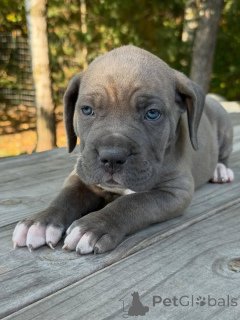 Foto №2 zu Ankündigung № 161247 zu verkaufen cane corso italiano - einkaufen Niederlande züchter