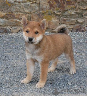 Foto №3. Shiba-Welpen stehen zur Adoption zur Verfügung. Belgien