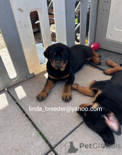 Foto №2 zu Ankündigung № 170264 zu verkaufen rottweiler - einkaufen Deutschland 