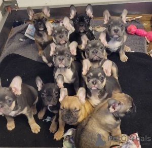 Foto №1. französische bulldogge - zum Verkauf in der Stadt Würzburg | 500€ | Ankündigung № 130144