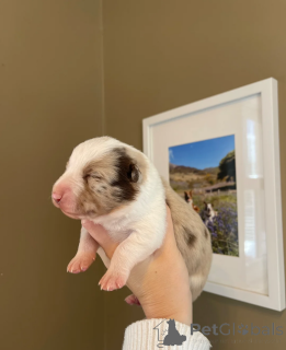 Foto №2 zu Ankündigung № 173954 zu verkaufen border collie - einkaufen USA 
