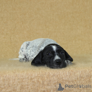 Foto №4. Ich werde verkaufen mischlingshund in der Stadt Reims. züchter - preis - 950€