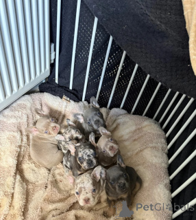 Foto №1. französische bulldogge - zum Verkauf in der Stadt Chania | 400€ | Ankündigung № 171657