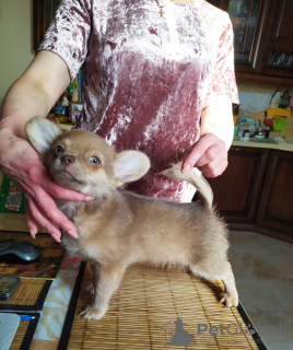 Zusätzliche Fotos: Junge Chihuahua DSH lila Standardgröße Moskau