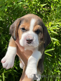 Foto №2 zu Ankündigung № 124815 zu verkaufen beagle - einkaufen Moldawien quotient 	ankündigung