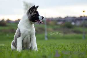 Zusätzliche Fotos: Amerikanische Akita-Welpen