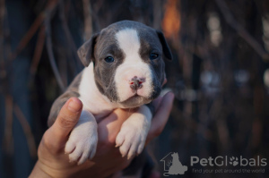 Foto №2 zu Ankündigung № 10330 zu verkaufen amerikanischer staffordshire terrier - einkaufen Ukraine vom kindergarten