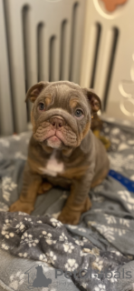 Foto №2 zu Ankündigung № 132796 zu verkaufen englische bulldogge - einkaufen Deutschland quotient 	ankündigung