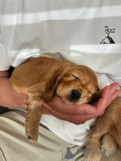 Foto №1. english cocker spaniel - zum Verkauf in der Stadt Zossen | verhandelt | Ankündigung № 157996
