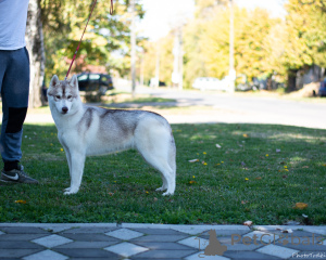 Foto №4. Ich werde verkaufen siberian husky in der Stadt Inđija.  - preis - verhandelt