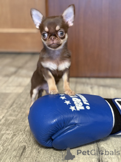Foto №4. Ich werde verkaufen chihuahua in der Stadt Minsk. züchter - preis - 700€