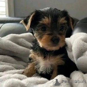 Foto №1. yorkshire terrier - zum Verkauf in der Stadt Helsinki | 640€ | Ankündigung № 163057