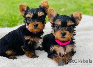Foto №1. yorkshire terrier - zum Verkauf in der Stadt Maribor | verhandelt | Ankündigung № 175776