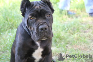 Foto №4. Ich werde verkaufen cane corso italiano in der Stadt Brest. quotient 	ankündigung - preis - 231€