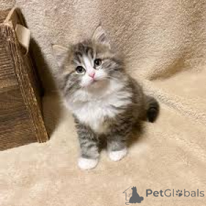 Foto №1. norwegische waldkatze - zum Verkauf in der Stadt Amsterdam | 700€ | Ankündigung № 160777