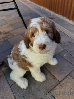 Foto №2 zu Ankündigung № 178082 zu verkaufen labradoodle - einkaufen Deutschland quotient 	ankündigung