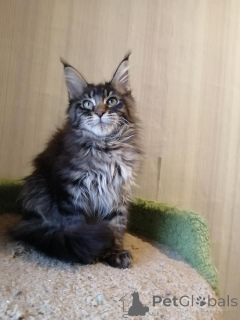 Foto №4. Ich werde verkaufen maine-coon-katze in der Stadt Köln.  - preis - 900€