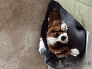 Foto №2 zu Ankündigung № 67287 zu verkaufen cavalier king charles spaniel - einkaufen Russische Föderation quotient 	ankündigung