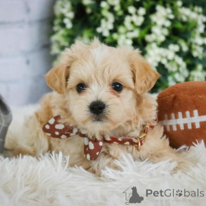 Foto №1. maltipu - zum Verkauf in der Stadt Hamburg | 900€ | Ankündigung № 149565