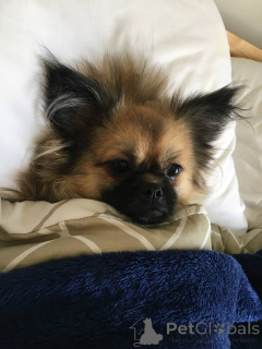 Foto №2 zu Ankündigung № 141365 zu verkaufen malteser, pommersche spitz - einkaufen Vereinigte Arabische Emirate quotient 	ankündigung