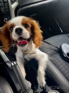 Foto №1. cavalier king charles spaniel - zum Verkauf in der Stadt Woronesch | 185€ | Ankündigung № 67287