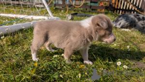 Foto №1. bearded collie, border collie - zum Verkauf in der Stadt Los Angeles Subdivision | 298€ | Ankündigung № 139943
