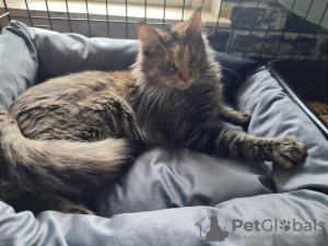 Foto №3. Kitty Lesya träumt von einem Zuhause.. Russische Föderation