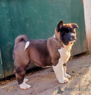 Foto №2 zu Ankündigung № 138548 zu verkaufen amerikanischer akita - einkaufen Serbien 