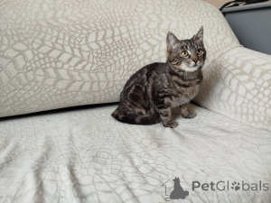 Foto №4. Ich werde verkaufen  in der Stadt Minsk.  - preis - Frei