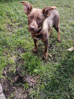 Foto №1. mischlingshund - zum Verkauf in der Stadt Minsk | Frei | Ankündigung № 164578