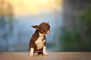 Zusätzliche Fotos: Schokoladen-Chihuahua