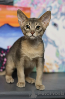 Foto №2 zu Ankündigung № 153745 zu verkaufen abessinierkatze - einkaufen Weißrussland vom kindergarten