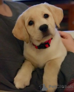 Foto №3. Labrador-Retriever. Deutschland