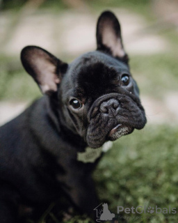 Zusätzliche Fotos: Schöne Französische Bulldogge Welpen Rüde und Hündin zu verkaufen