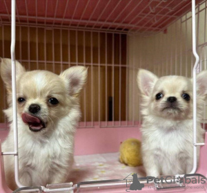 Foto №1. chihuahua - zum Verkauf in der Stadt Bucharest | 350€ | Ankündigung № 125737