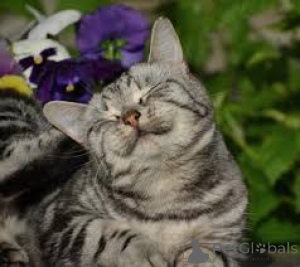 Foto №1. europäisch kurzhaar - zum Verkauf in der Stadt Amsterdam | 580€ | Ankündigung № 162718