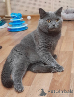 Foto №2 zu Ankündigung № 161964 zu verkaufen britisch kurzhaar - einkaufen Russische Föderation aus dem tierheim